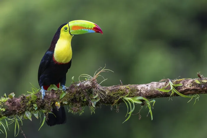Framed Print : Fishing Toucan (Ramphastos sulfurantus) Framed Print : Fishing Toucan (Ramphastos sulfurantus)
