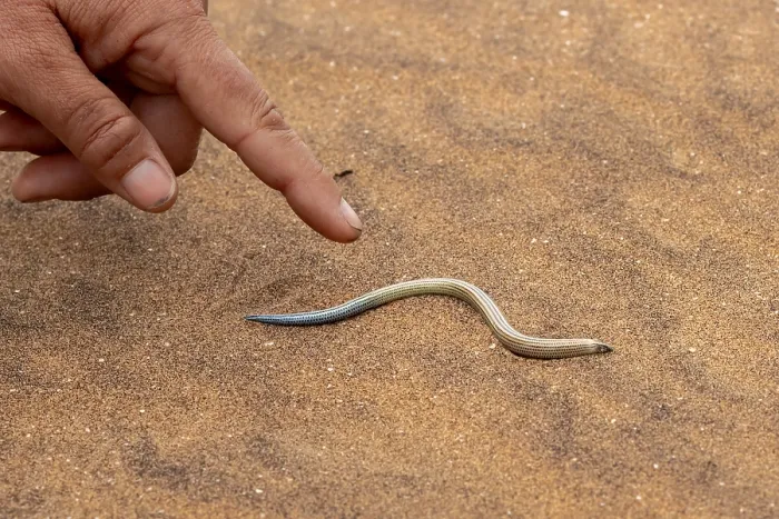 Framed Print : FitzSimon's burrowing skink or short blind dart skink