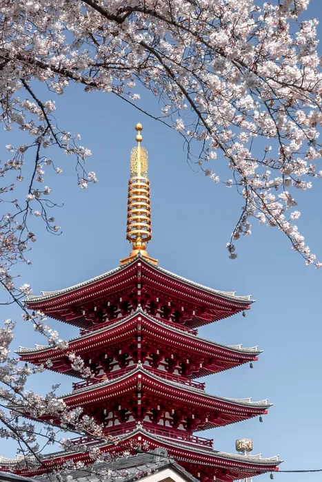 Framed Print : Five-story pagoda, Japanese cherry blossom