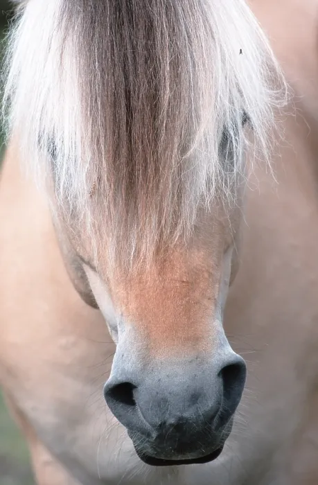 Framed Print : Fjord horse, Jotunheimen National Park