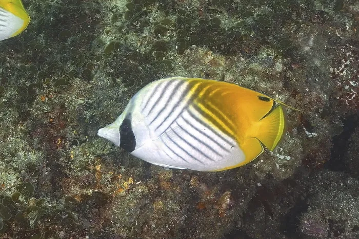 Framed Print : Flag butterflyfish (Chaetodon auriga) Framed Print : Flag butterflyfish (Chaetodon auriga)