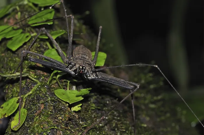 Framed Print : Flagellate spider, Flagellate spiders
