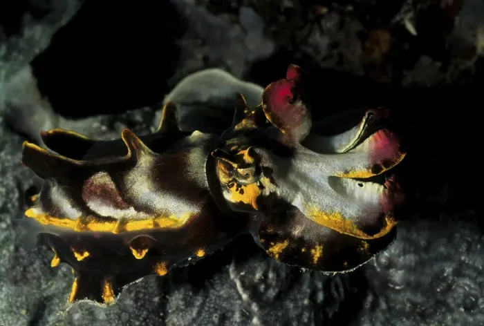 Framed Print : Flamboyant cuttlefish (Metasepia pfefferi) Framed Print : Flamboyant cuttlefish (Metasepia pfefferi)