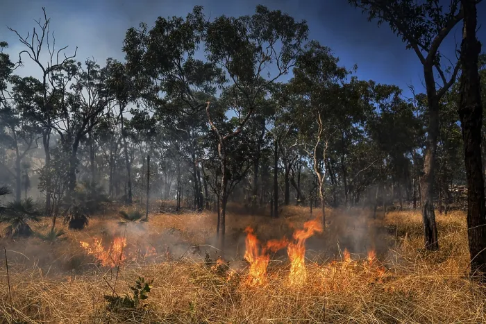 Framed Print : Flames and smoke surround trees in a blazing forest fire in Kakadu National Park Framed Print : Flames and smoke surround trees in a blazing forest fire in Kakadu National Park