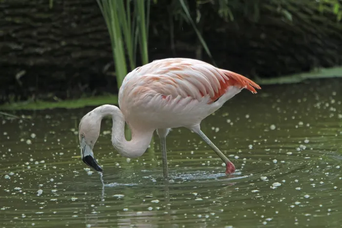 Framed Print : Flamingo