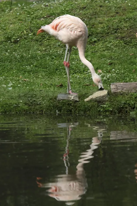 Framed Print : Flamingo