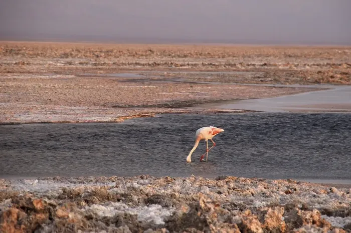 Framed Print : Flamingo in the Andes El Tatio North Chile