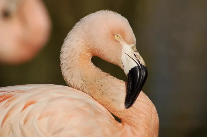 Framed Print : A flamingo bird in South Africa