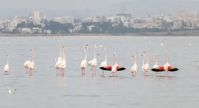 Framed Print : Flamingo birds with reflections Framed Print : Flamingo birds with reflections