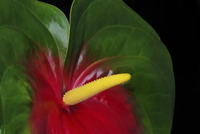 Framed Print : Flamingo flower, Anthurium Framed Print : Flamingo flower, Anthurium