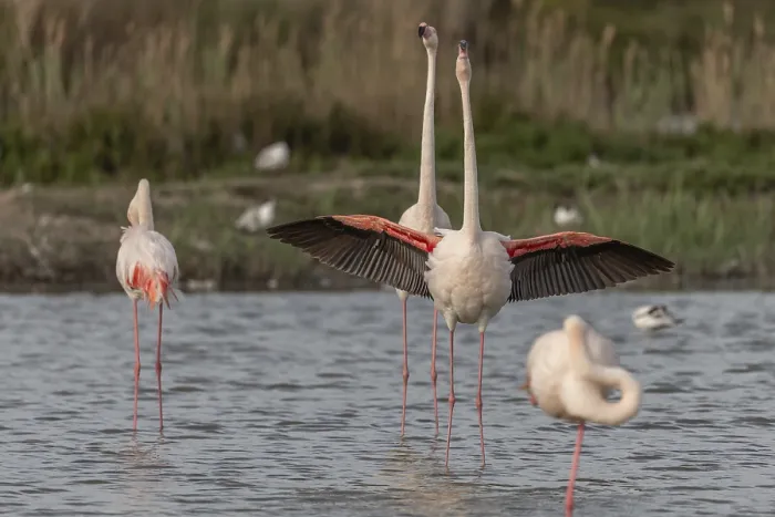 Framed Print : A flamingo opens its wings and highlights its magnificent plumage