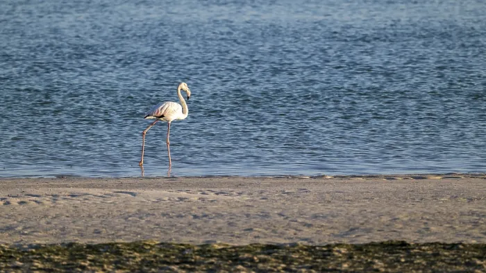 Framed Print : Flamingo (Phoenicopteridae) foraging, Oman Framed Print : Flamingo (Phoenicopteridae) foraging, Oman