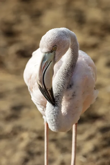 Framed Print : Flamingo (Phoenicopteridae), Galapagos
