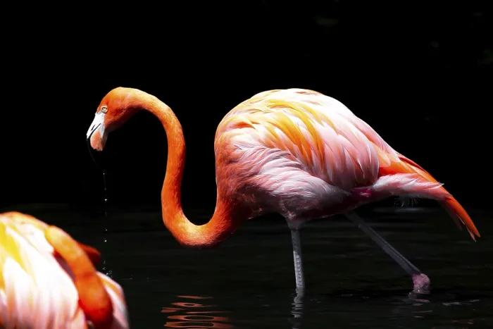 Framed Print : Flamingo (Phoenicopteridae) standing in water with reflection