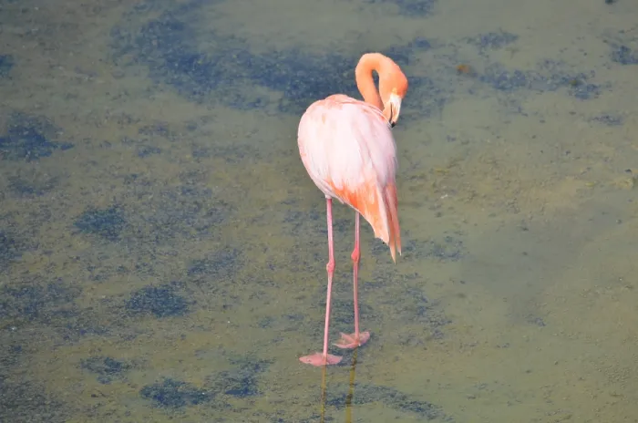 Framed Print : A flamingo stands in water surrounded by peaceful nature Framed Print : A flamingo stands in water surrounded by peaceful nature