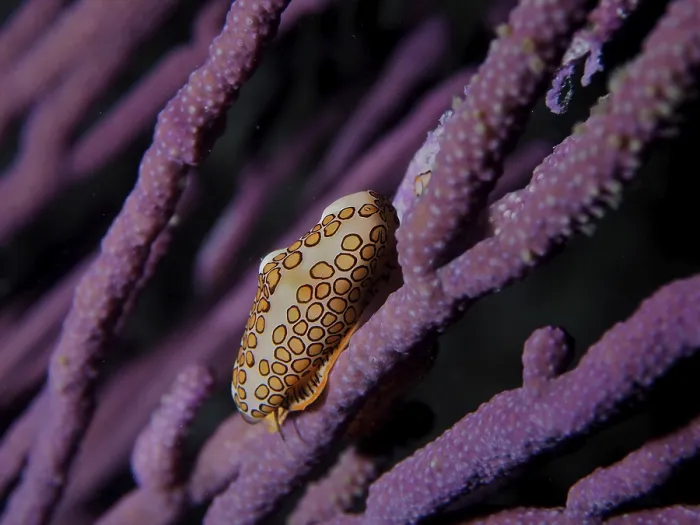 Framed Print : Flamingo tongue (Cyphoma gibbosum)