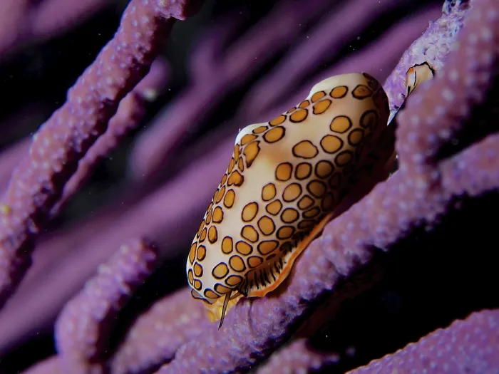 Framed Print : Flamingo tongue (Cyphoma gibbosum) on purple bush coral Framed Print : Flamingo tongue (Cyphoma gibbosum) on purple bush coral