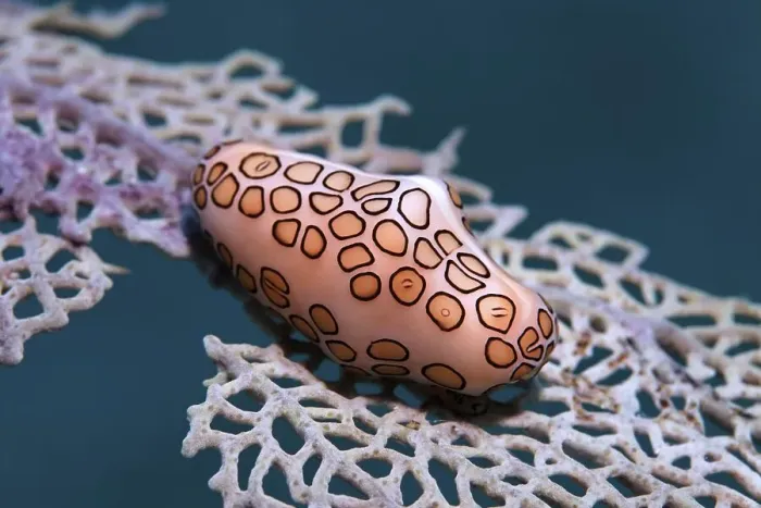 Framed Print : Flamingo tongue snail (Cyphoma gibbosum) feeding on sea fan