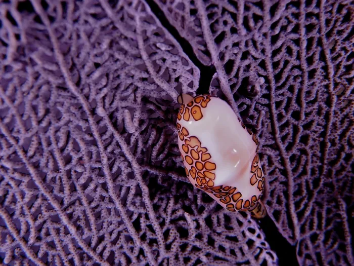 Framed Print : Flamingo tongue snail (Cyphoma gibbosum) on purple common sea fan (Gorgonia ventalina) at night Framed Print : Flamingo tongue snail (Cyphoma gibbosum) on purple common sea fan (Gorgonia ventalina) at night