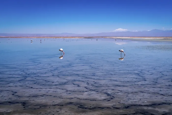 Framed Print : Flamingos in the Atacama salt flat, Chile