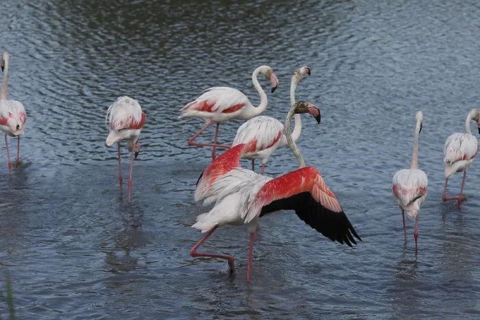 Framed Print : Flamingos in the Carmague, Bouches-du-Rhone Framed Print : Flamingos in the Carmague, Bouches-du-Rhone