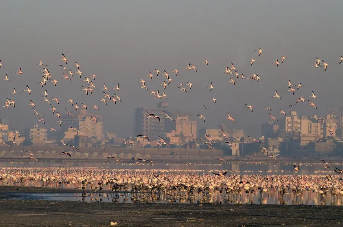 Framed Print : Flamingos flying Porbandar Gujrat India Asia Framed Print : Flamingos flying Porbandar Gujrat India Asia