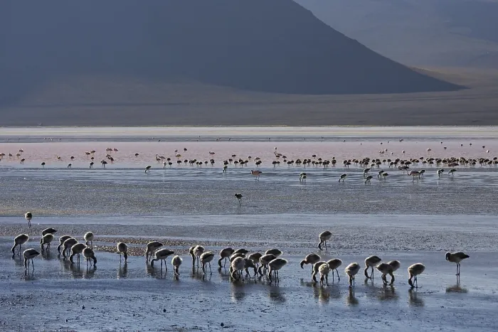 Framed Print : Flamingos (Phoenicoparrus) at lagoon Laguna Colorada