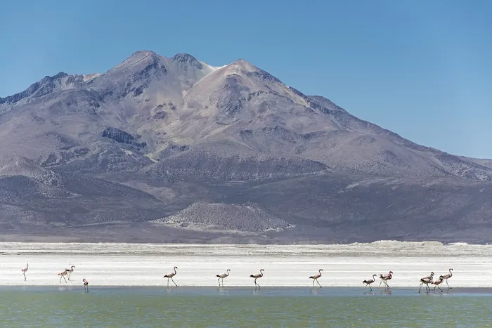Framed Print : Flamingos (Phoenicopteridae) in Monumento Natural Salar de Surire Framed Print : Flamingos (Phoenicopteridae) in Monumento Natural Salar de Surire