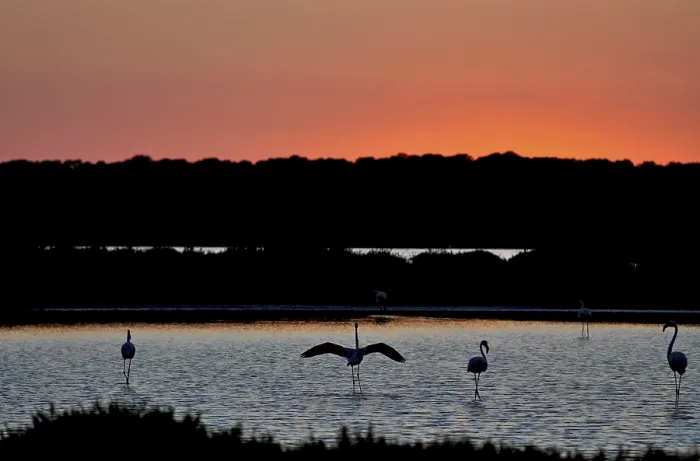 Framed Print : Flamingos (phoenicopteridae), at sunset