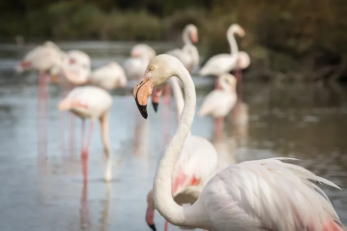 Framed Print : Flamingos (Phoenicopterus roseus) in the Camargue Framed Print : Flamingos (Phoenicopterus roseus) in the Camargue