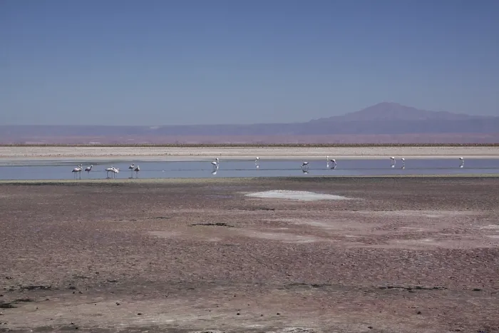 Framed Print : Flamingos search for food in salt lake in Chile
