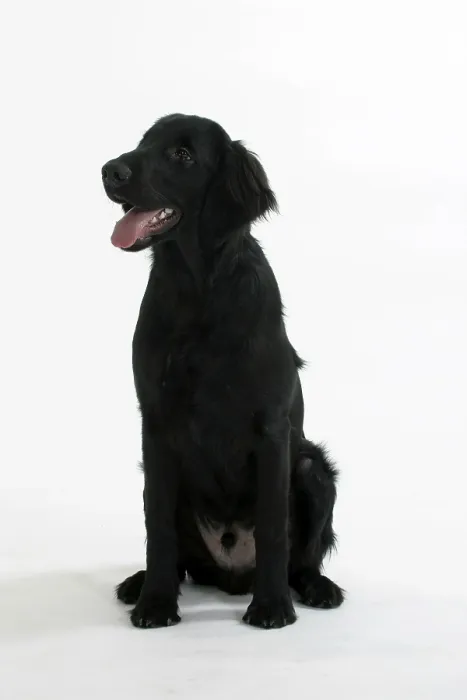 Framed Print : Flat-coated Retriever, 6 month