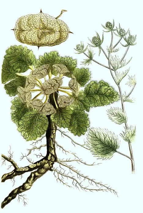 Framed Print : Flat-leaved man-trefoil, Eryngium planum Framed Print : Flat-leaved man-trefoil, Eryngium planum