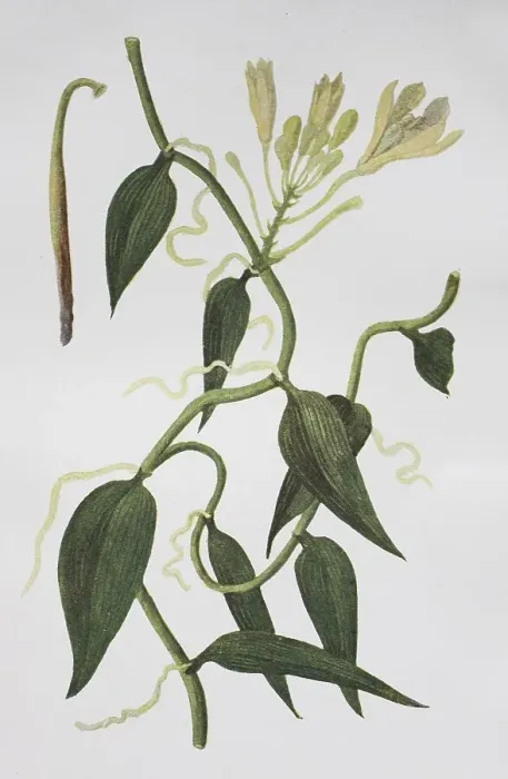 Framed Print : Flat-leaved vanilla (Vanilla planifolia) Framed Print : Flat-leaved vanilla (Vanilla planifolia)