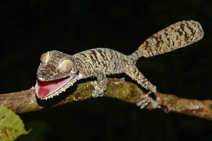 Framed Print : Flat-tailed gecko (Uroplatus fimbriatus) female Framed Print : Flat-tailed gecko (Uroplatus fimbriatus) female