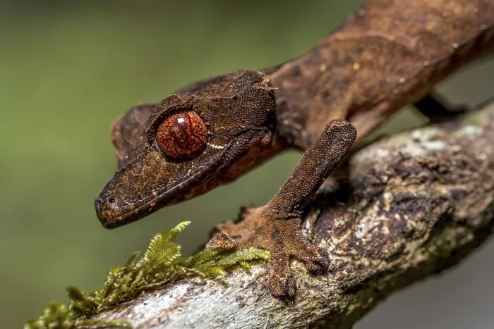 Framed Print : Flat-tailed gecko (Uroplatus fivehy)