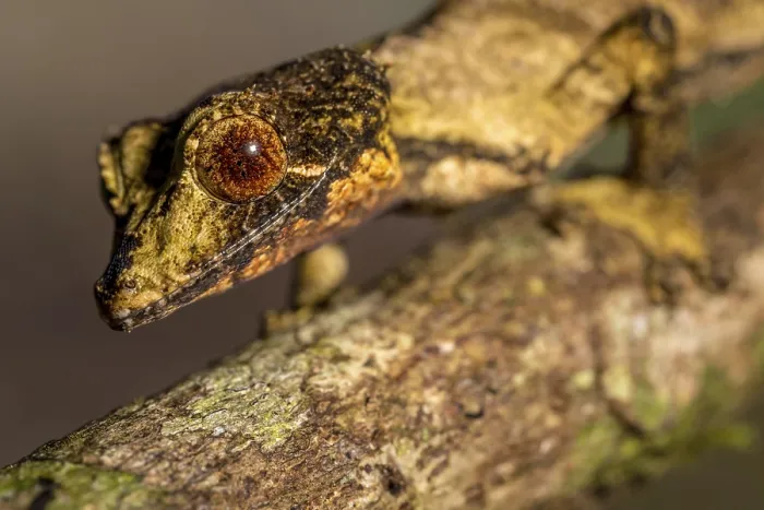 Framed Print : Flat-tailed gecko (Uroplatus fivehy)