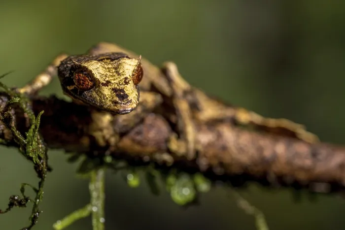 Framed Print : Flat-tailed gecko (Uroplatus fivehy) Framed Print : Flat-tailed gecko (Uroplatus fivehy)