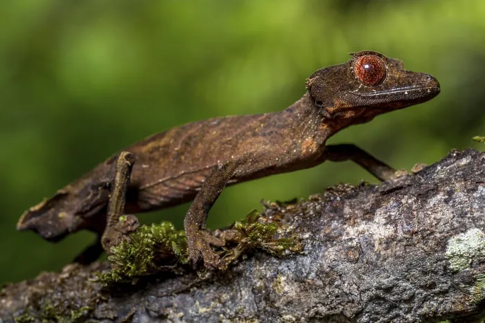 Framed Print : Flat-tailed gecko (Uroplatus fivehy)
