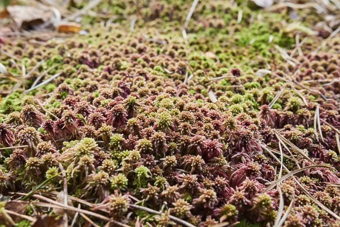 Framed Print : Flat-topped bogmoss (Sphagnum fallax) Frankonia