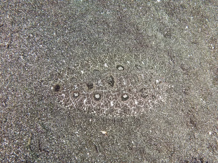 Framed Print : A flatfish, angler butt (Asterorhombus fijiensis)