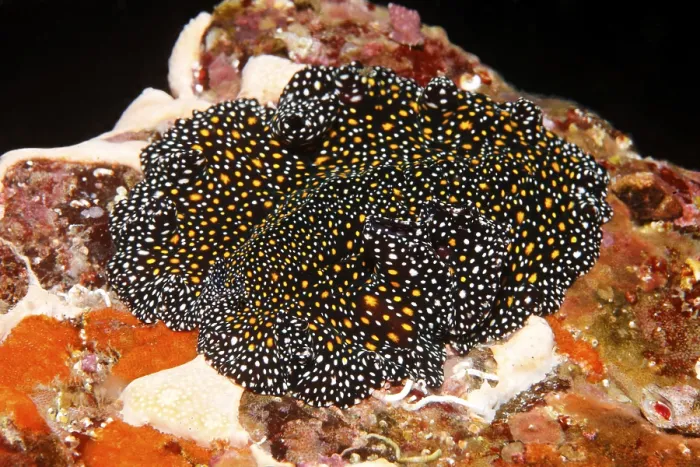 Framed Print : Flatworm (Pseudobiceros sp.), Ponta de Sao Vicente