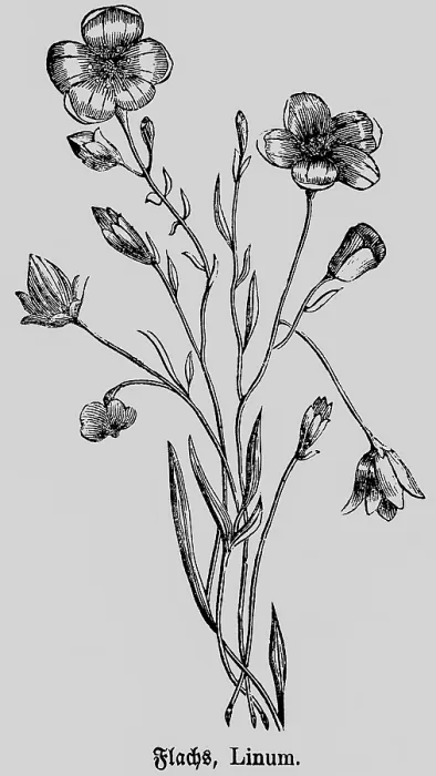 Framed Print : Flax or linen (Linum) plant with flower and stem
