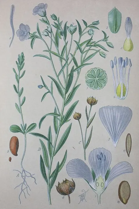 Framed Print : Flax (Linum usitatissimum), historical illustration from 1885
