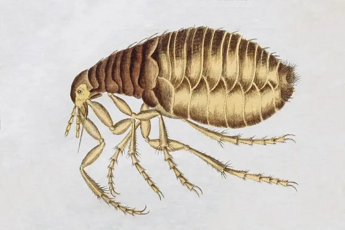 Framed Print : Flea (Siphonaptera), handcoloured copper engraving