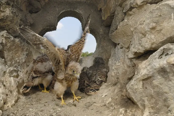 Framed Print : Fledgeing Common Kestrels (Falco tinnunculus) in the nest