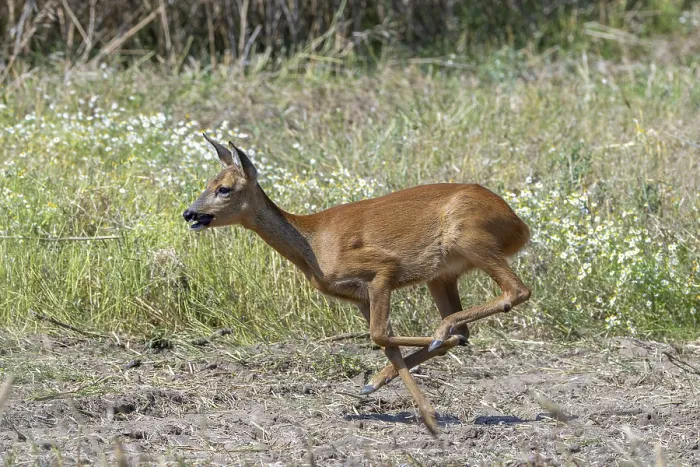 Framed Print : Fleeing European roe deer (Capreolus capreolus) doe Framed Print : Fleeing European roe deer (Capreolus capreolus) doe