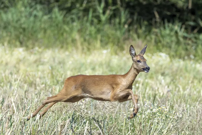 Framed Print : Fleeing European roe deer (Capreolus capreolus) doe