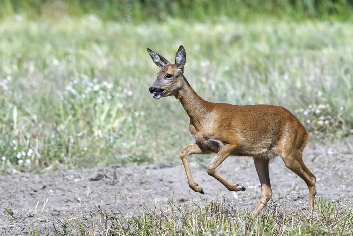Framed Print : Fleeing European roe deer (Capreolus capreolus) doe