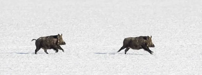 Framed Print : Two fleeing wild boars (Sus scrofa) running over snow covered field in winter Framed Print : Two fleeing wild boars (Sus scrofa) running over snow covered field in winter